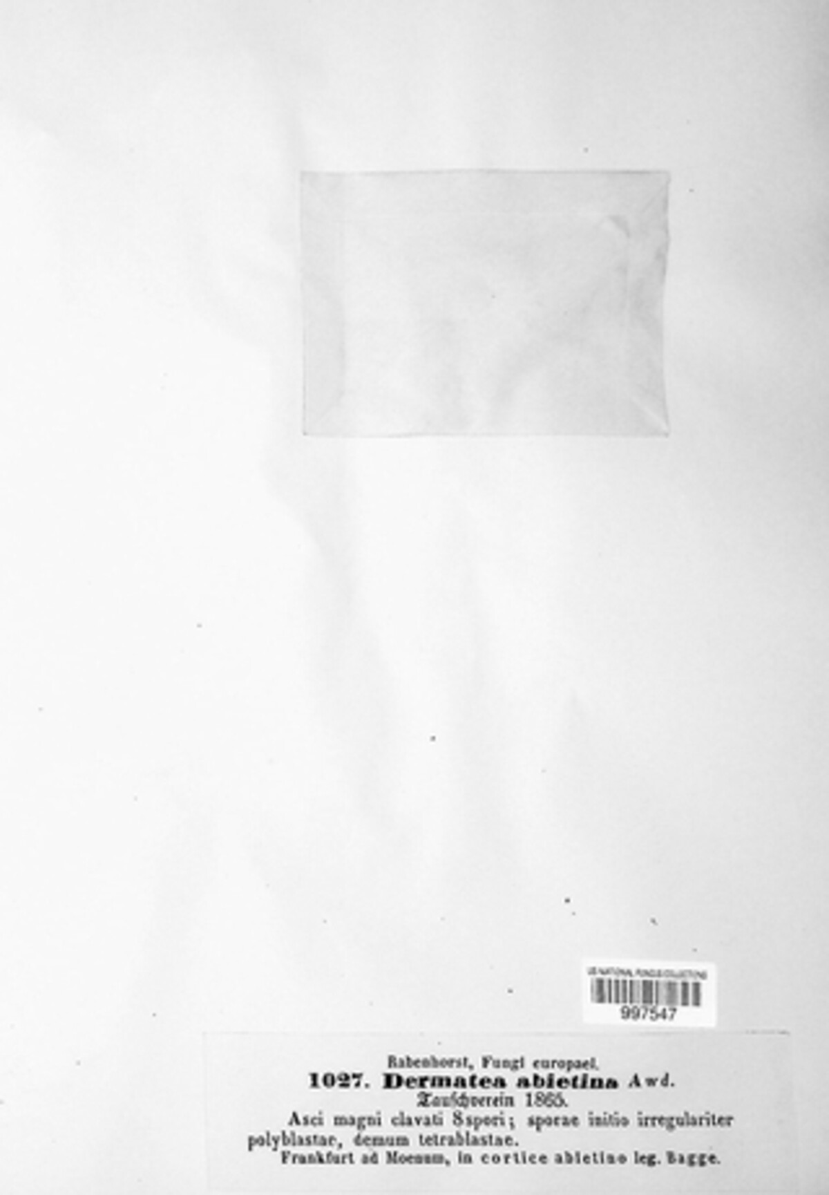 Pezicula abietina image